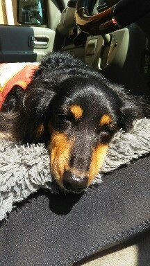 IMG_20170405_101607.jpg